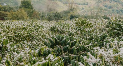 Arabica Và Những Lợi Ích Đối Với Sức Khỏe